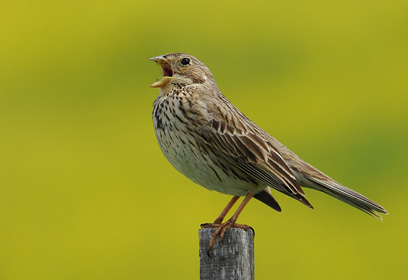 צילום: לביא לילו