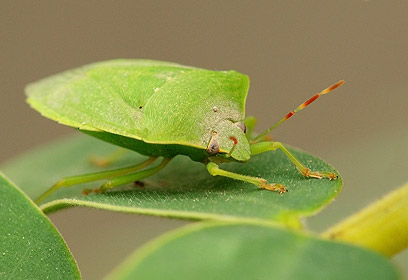 צילום: אמנון אייכלברג