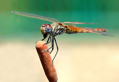 צילום: כפיר דדון