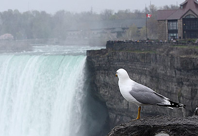 צילום: אילן פורת