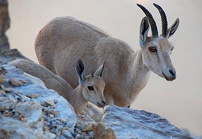 צילום: יוכי לבנון