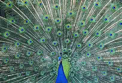 צילום: יאיר גולן