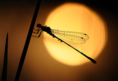 צילום: אורי סער