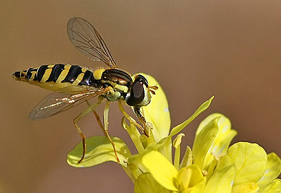 צילום: אייל גוטמן