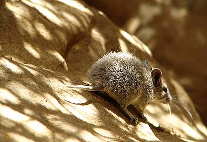 צילום: גלי לוצקי