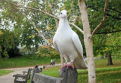 צילום: דוד זוהר