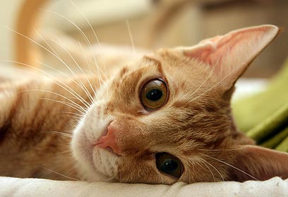 צילום: דנה כתב