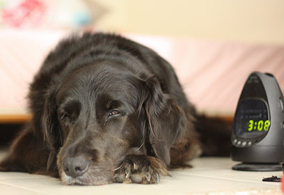 צילום: דפנה טלמון