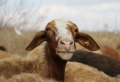 צילום: יהודה רודה