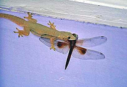 צילום: יעקב מנוחין