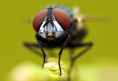 צילום: ליאור דרזי