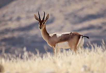 צילום: נתן רפאלי