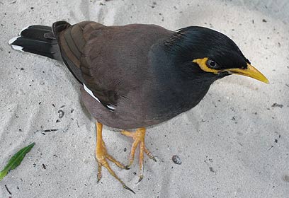 צילום: עדי סירמה