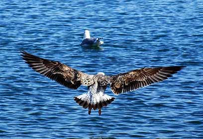 צילום: רון קישינבסקי