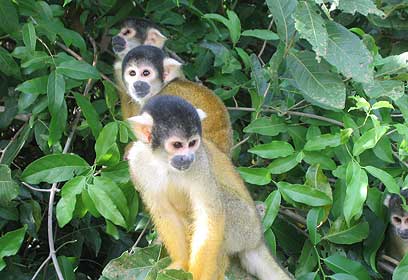 צילום: רועי איצקוביץ