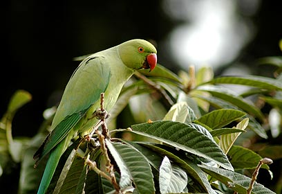 צילום: שמוליק הבלין
