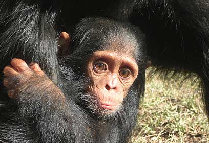 צילום: תום זיו