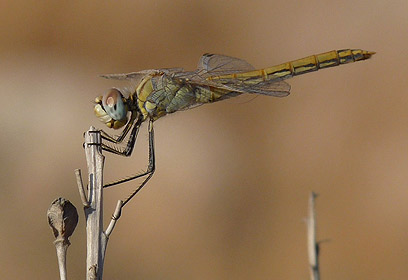 צילום: גל זניר