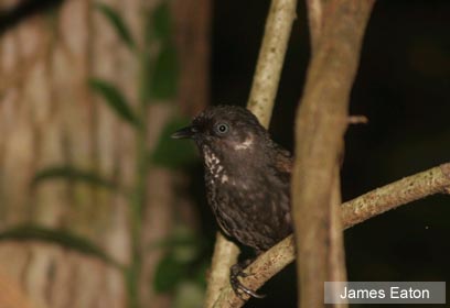 צילום: WWF Greater Mekong