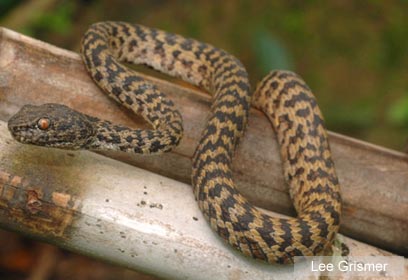 צילום: WWF Greater Mekong