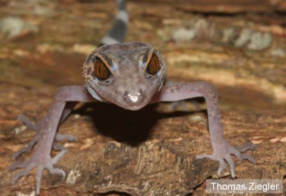 צילום: WWF Greater Mekong