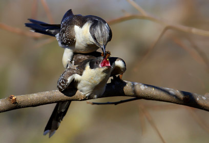 צילום: דורית חיימובסקי