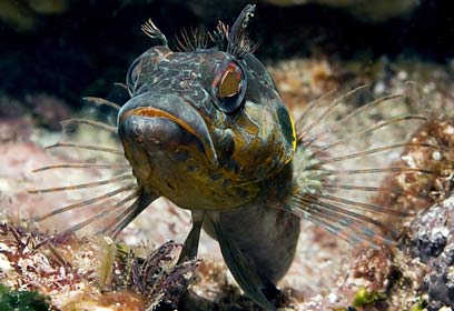 צילום: בועז מאירי