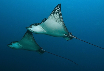 צילום: בועז מאירי