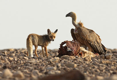צילום: רוני לבנה