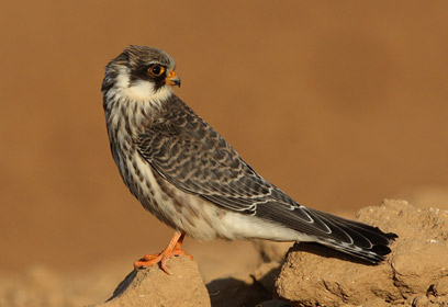 צילום: רוני לבנה