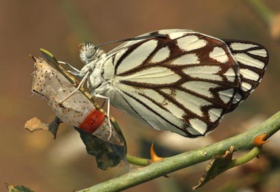 צילום: רוני לבנה