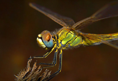 צילום: סלימן עאמר