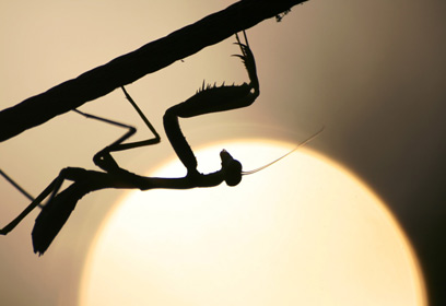 צילום: סלימן עאמר