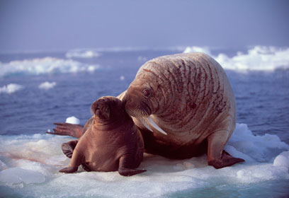 צילום: עמוס נחום