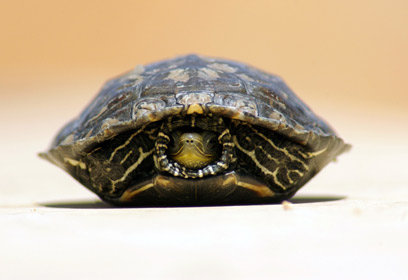 צילום: ריבן ראובן