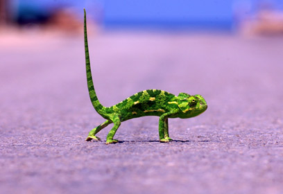 צילום: ריבן ראובן