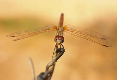 צילום: ריבן ראובן