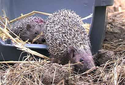 צילום: רועי תורג'מן צילום: רועי תורג'מן