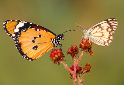 צילום: איציק לוי