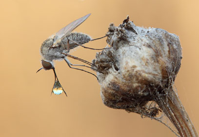 צילום: איציק לוי