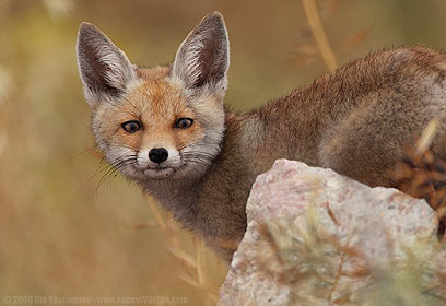 צילום: איליה שלמייב