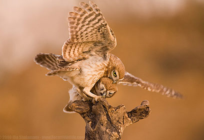 צילום: איליה שלמייב