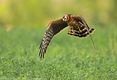 צילום: איליה שלמייב