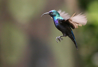 צילום: עאמר עאמר
