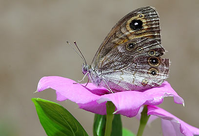 צילום: עאמר עאמר