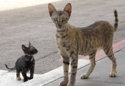 צילום: גיורא שפירו