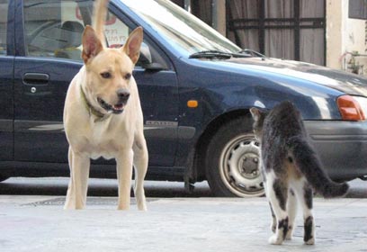 צילום: גיורא שפירו