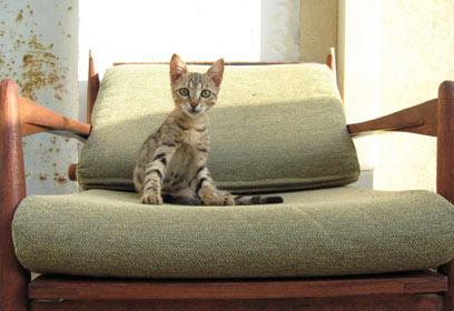 צילום: גיורא שפירו