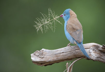 צילום: מנחם סיני