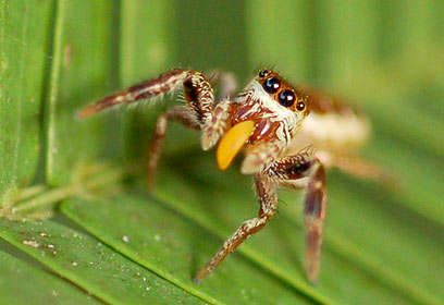 צילום: Robert L.Curry, 2008